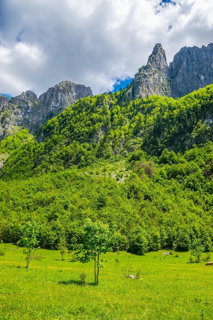 Pintorescos bosques y prados entre las altas montañas nevadas