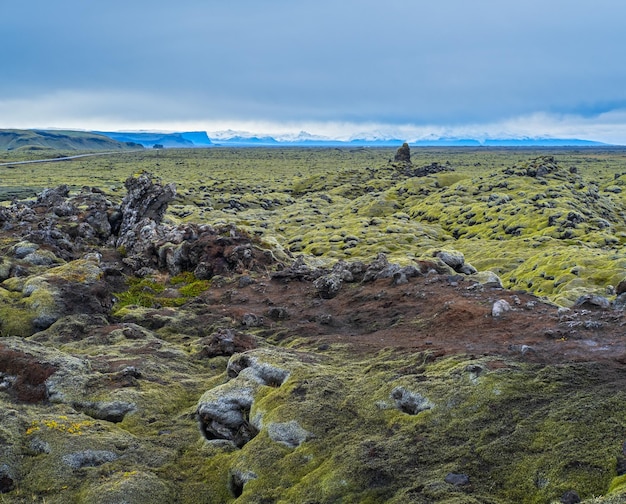 Pintorescos campos de lava verde otoñal cerca del Cañón Fjadrargljufur en Islandia Musgo verde sobre piedras de lava volcánica Crecimiento único de campos de lava después de la erupción del volcán Laki