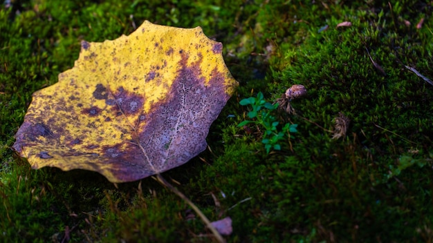 Pintorescos senderos frondosos en el bosque en colores brillantes de la temporada de otoño Varias hojas amarillas yacen en la hierba Hoja de abedul amarilla en el suelo Fondo de otoño