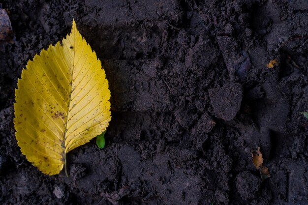 Pintorescos senderos frondosos en el bosque en colores brillantes de la temporada de otoño Varias hojas amarillas yacen en la hierba Hoja de abedul amarilla en el suelo Fondo de otoño