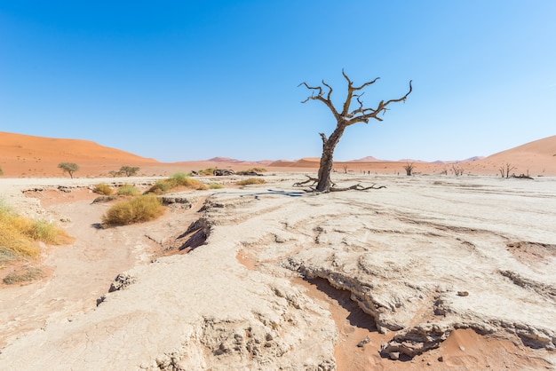 Los pintorescos Sossusvlei y Deadvlei, arcilla y salinas con acacias trenzadas