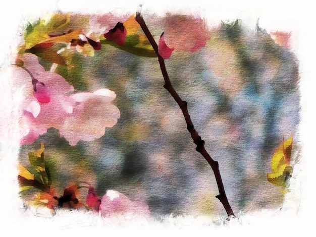 Pintura abstrata de design de flores de sakura rosa em aquarela, ilustração em aquarela de sakura