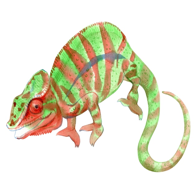 Pintura de acuarela de camaleón aislado sobre fondo blanco Ilustración original de stock de lagarto