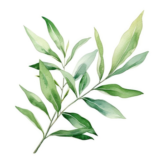 Pintura en acuarela de laurel con fondo blanco