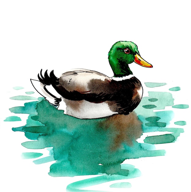 Una pintura de acuarela de un pato flotando en un lago.