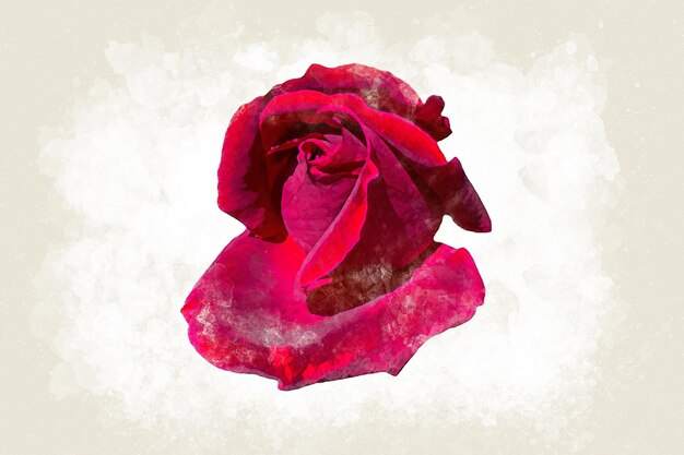 Pintura acuarela de una rosa roja sobre fondo biege para el día de San Valentín