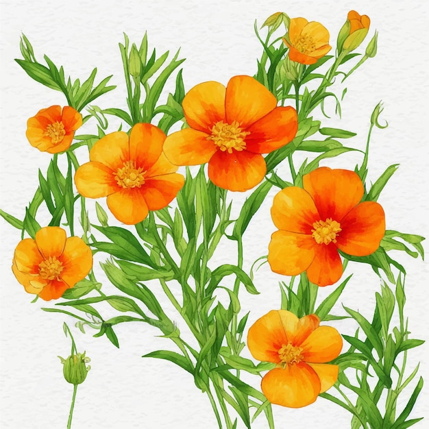 Una pintura acuática de amapolas naranjas con hojas verdes y las palabras amapolas en ella