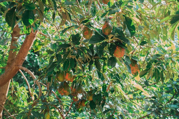 Una pintura de un árbol con una hoja verde que tiene la palabra granada.