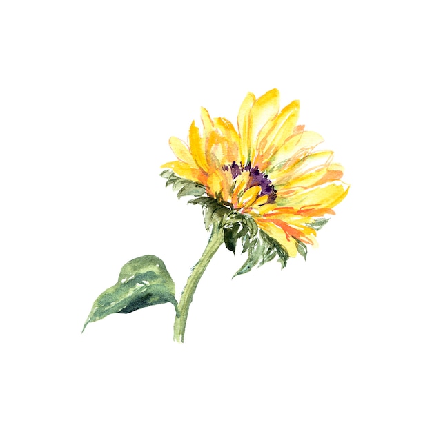 Pintura em aquarela de girassol única flor amarela em fundo branco arte floral na parede