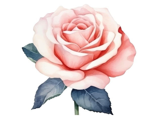 pintura em aquarela de uma rosa rosa em um fundo branco