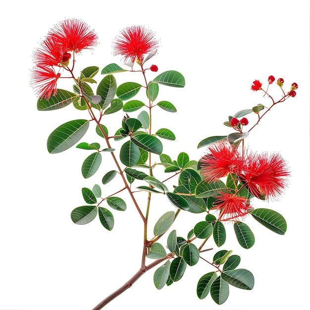 Foto una pintura de flores rojas con la palabra hibisco en ella