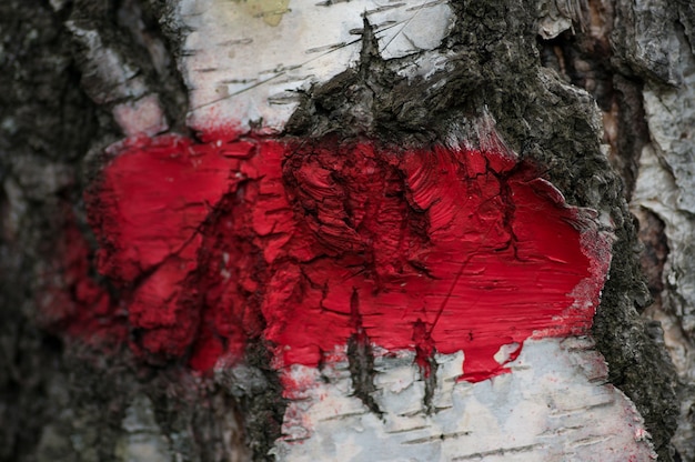 Pintura roja en un árbol de abedul de cerca