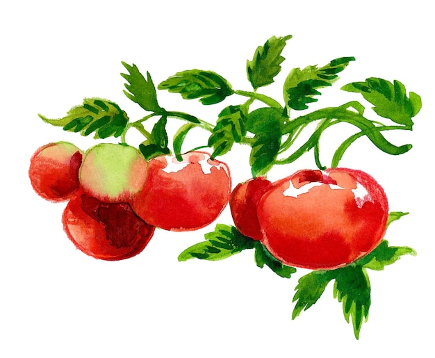Una pintura de tomates en una rama con hojas verdes y la palabra tomate.