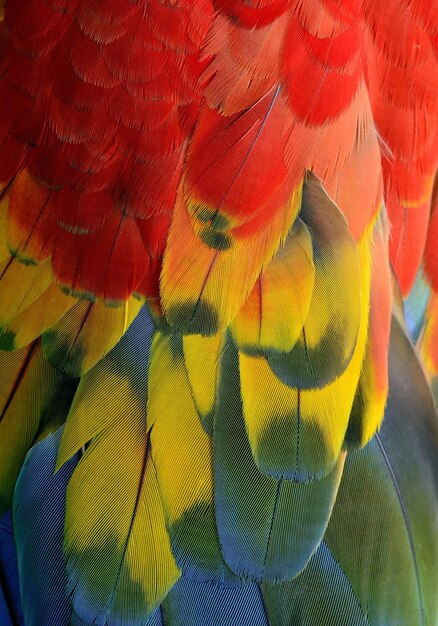 Foto pinturas decorativas con fondos de plumas de varios colores