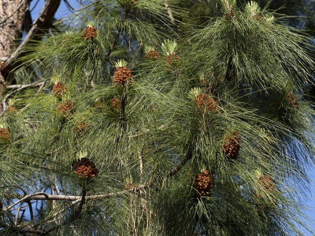 Pinus Canaeriensis Ilhas Canárias Flor de pinheiro