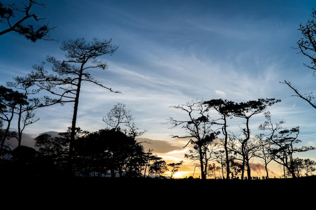 Pinus mugo Es ist auch als schleichende Kiefernlandschaftssilhouette im Phu Soi Dao Nationalpark Thailand bekannt