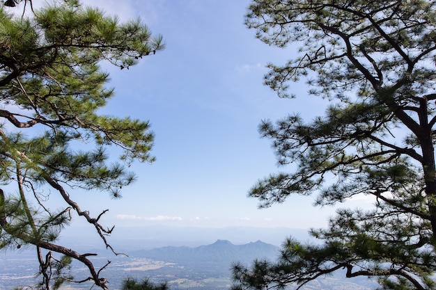 Pinus mugo Sie ist auch als Kriechkiefer, Zwergbergkiefer, Mugo-Kiefer bekannt