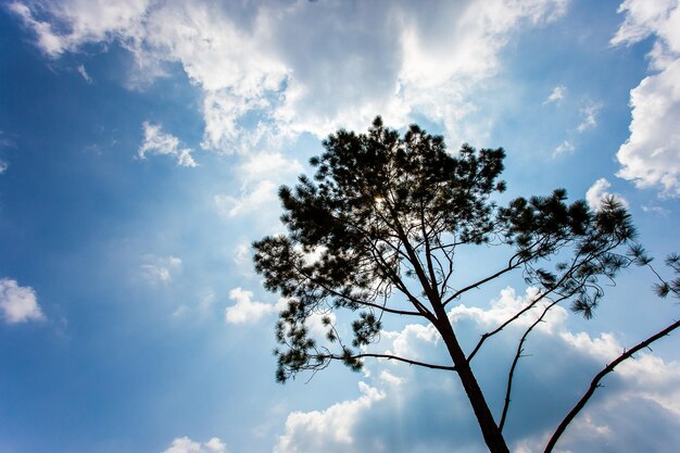 Pinus mugo Sie wird auch als kriechende Bergkiefer bezeichnet