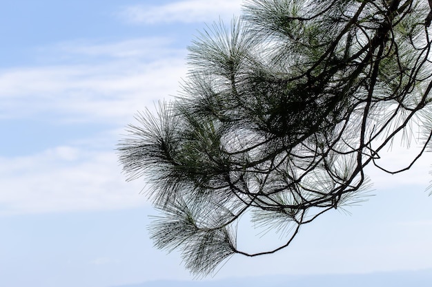 Pinus mugo Também é conhecido como pinho rastejante pinho anão da montanha pinho mugo