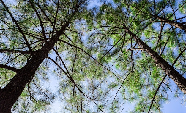 Pinus mugo Também é conhecido como pinho rastejante pinho anão da montanha pinho mugo