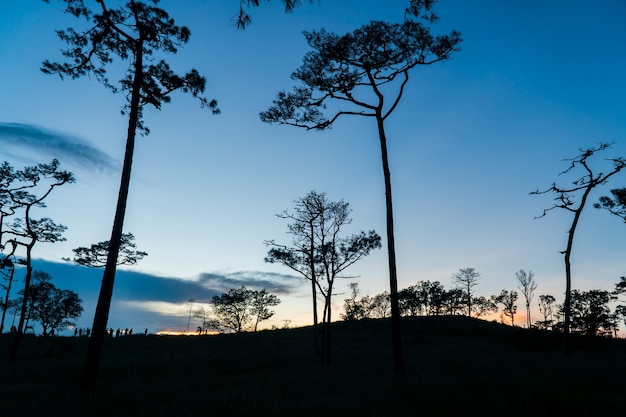 Pinus mugo: también se lo conoce como pino rastrero, pino de montaña enano, pino mugo