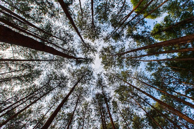 Pinus mugo: también se lo conoce como pino rastrero, pino de montaña enano, pino mugo