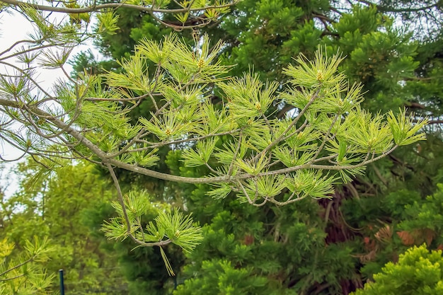 Pinus strobus ist eine Pflanze, die in den nordöstlichen Regionen Nordamerikas wächst.