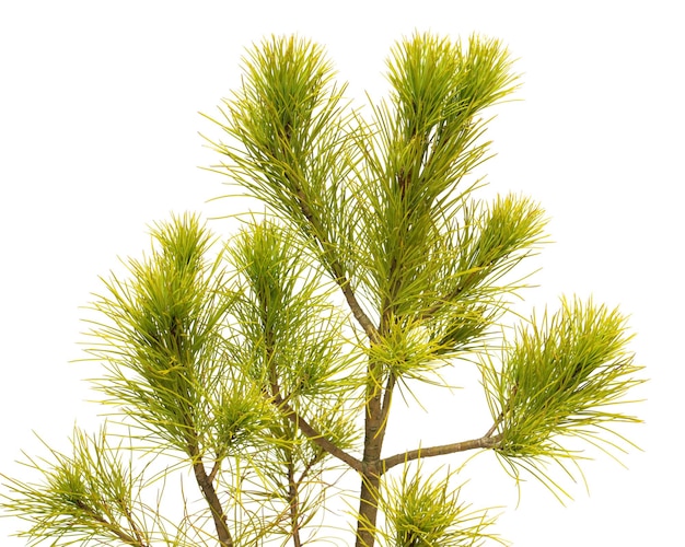 Pinus strobus pinus isolado no fundo branco. Arvores coníferas