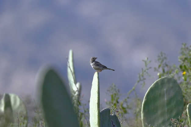 PINZÓN SIERRA DE LUTO