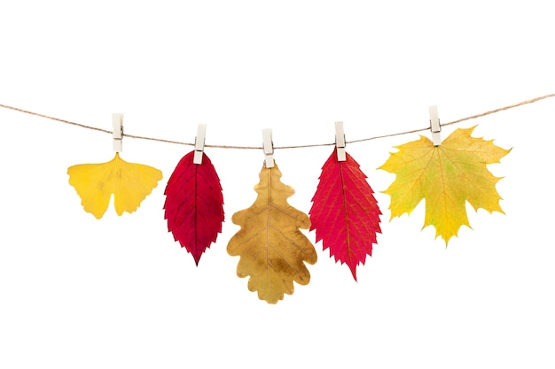 Pinzas para la ropa en la cuerda sosteniendo hojas de otoño sobre un fondo blanco.