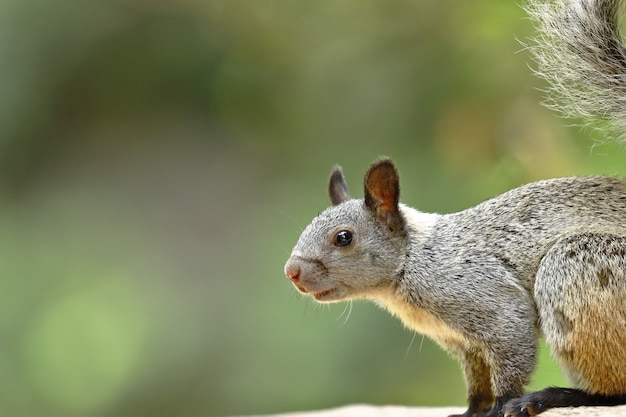 Pinzón amarillo verdoso (Simosciurus nebouxii)