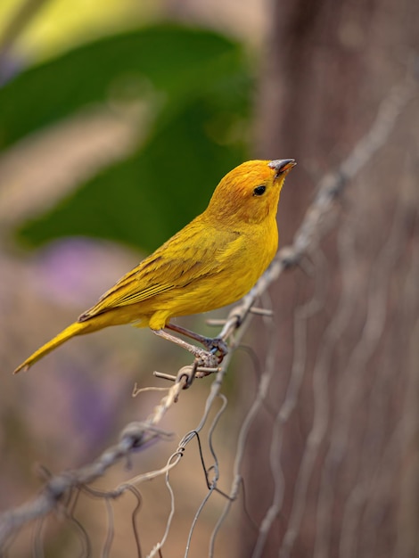 Pinzón azafrán Ave de la especie Sicalis flaveola