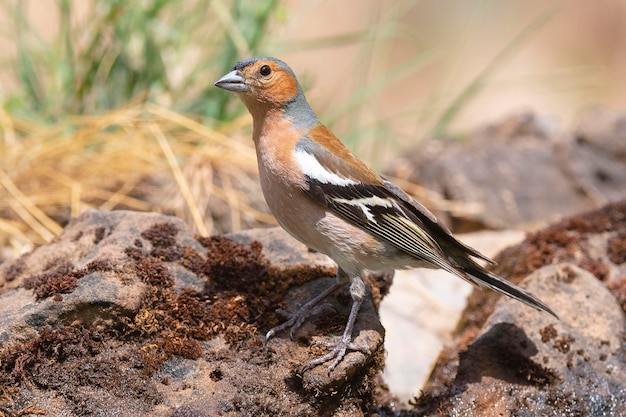 Pinzón común Fringilla coelebs Ávila España