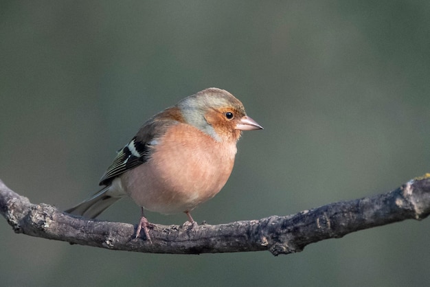 Pinzón común Fringilla coelebs Ávila España