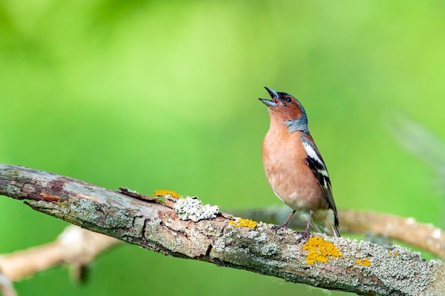 Pinzón común Pájaro cantor de la familia de los pinzones