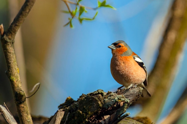 Pinzón común Pájaro cantor de la familia de los pinzones