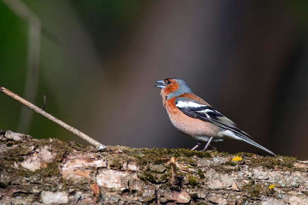 Pinzón comúnPájaro cantor de la familia de los pinzones