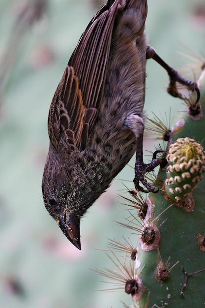 Foto el pinzón de darwin se alimenta de un cactus de las galápagos