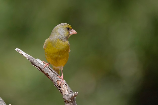 El pinzón europeo o el pinzón verde Chloris chloris Málaga España