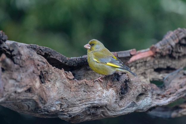 El pinzón europeo o el pinzón verde Chloris chloris Málaga España