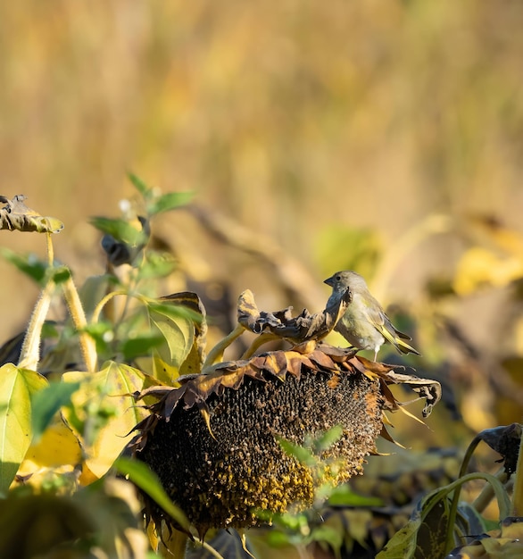 El pinzón europeo en el paisaje de otoño de los girasoles