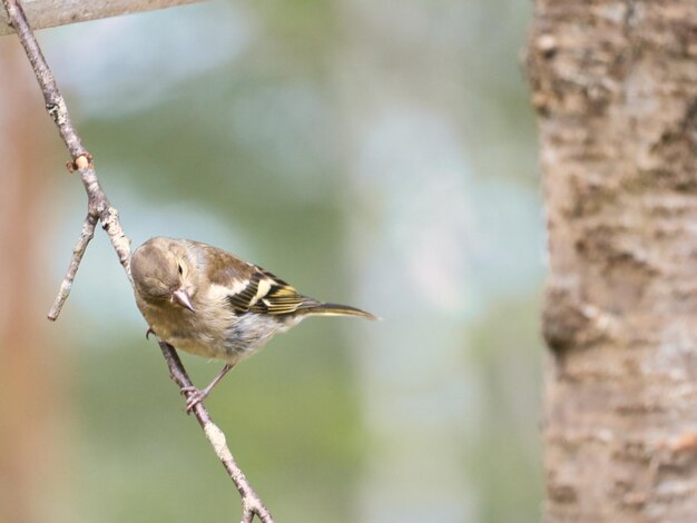 Pinzón joven en una rama en el bosque Marrón gris verde plumaje Songbird