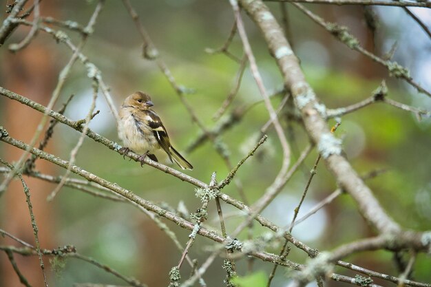 Pinzón joven en una rama en el bosque Marrón gris verde plumaje Songbird