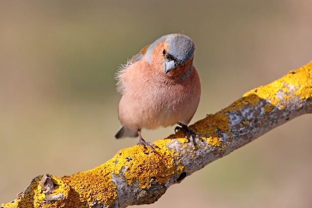 El pinzón macho se sienta en un comedero forestal y mira la comida.