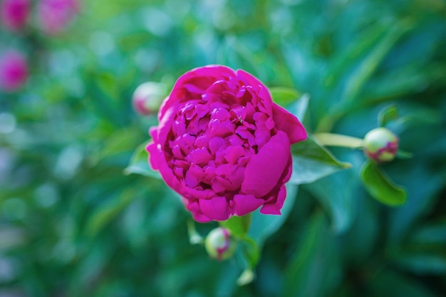 Foto pion fragmento de buquê floral