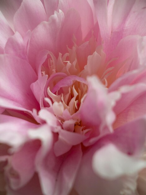 Pion Pink sanfte weiche Pfingstrose Stilvolle Blumen für den 8. März Jäten selektiven Fokus