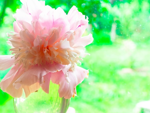 Pion Pink sanfte weiche Pfingstrose Stilvolle Blumen für den 8. März Jäten