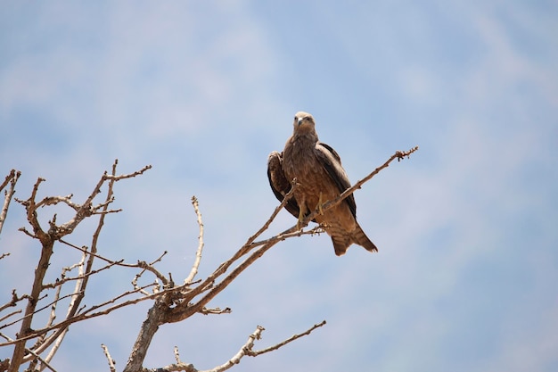 Pipa preta empoleirada em uma árvore