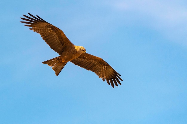 Pipa preta Milvus migra Ciudad Real Espanha