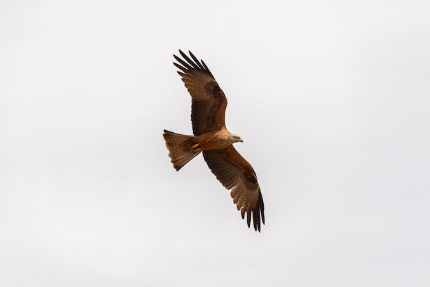 Pipa preta Milvus migra Ciudad Real Espanha